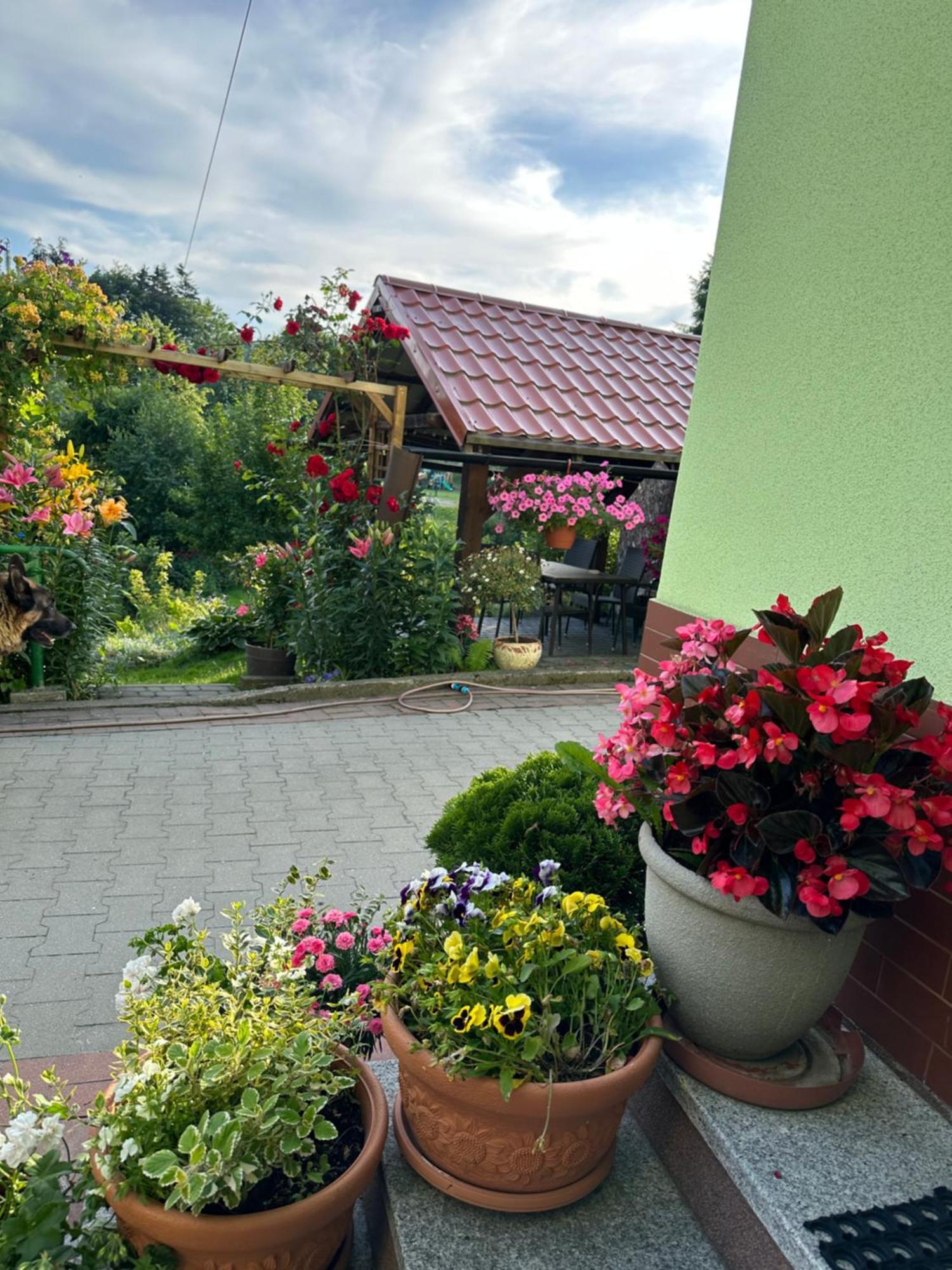 Mr. Sowa Sokolec Apartment Ludwikowice Klodzkie Exterior photo